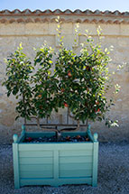 bordeaux apple tree