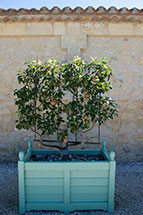 bordeaux pear tree