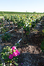 bordeaux roses