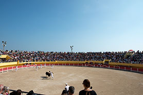 camargue bull run