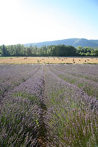 lavender fields provence france