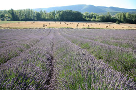 lavender fields provence france