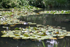 monets garden france