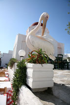 mykonos pelican