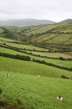 Dingle sheep ireland