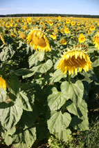 tuscany sunflowers italy