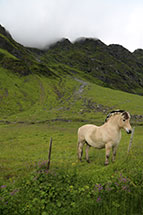fjord horse